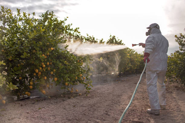 Best Pest Control for Homes  in Byng, OK