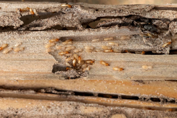 Best Termite Control Services  in Byng, OK