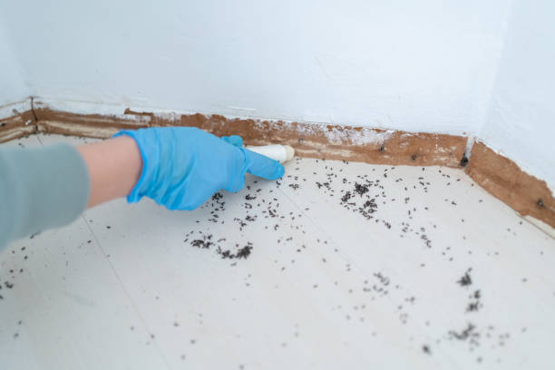 Reliable Byng, OK Pest Control Solutions